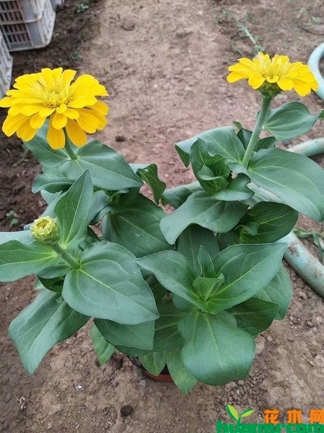 百日草花种子价格