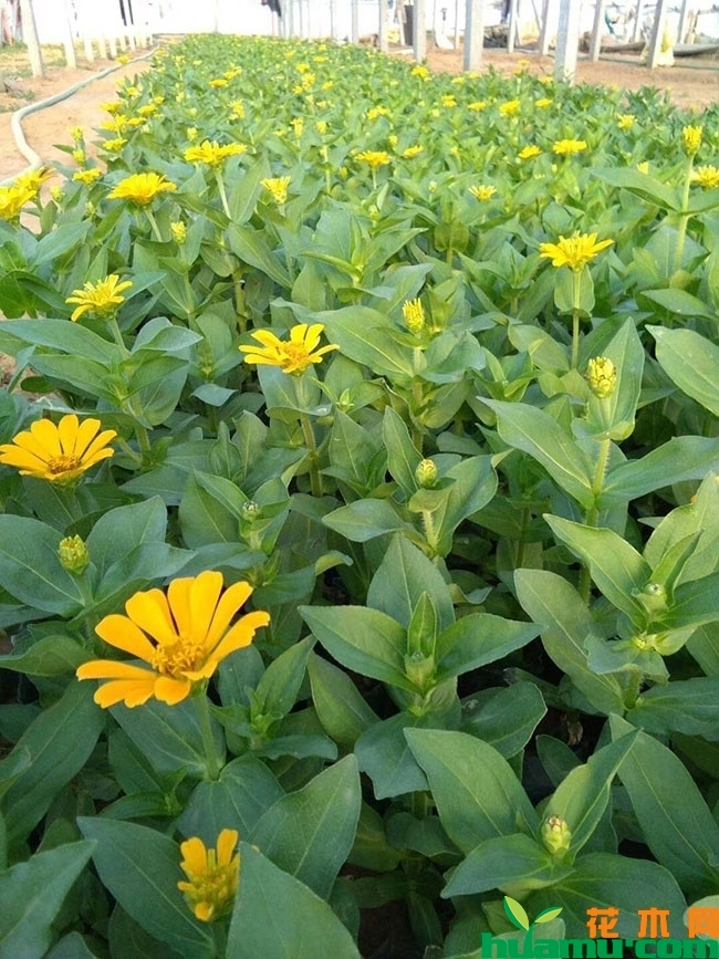 大花百日草价格 大花百日草价格