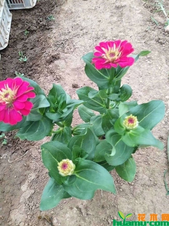百日草