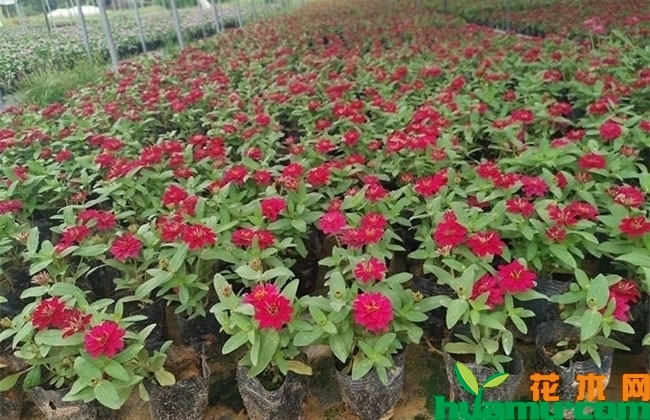 百日草花种子价格 百日草花种子价格