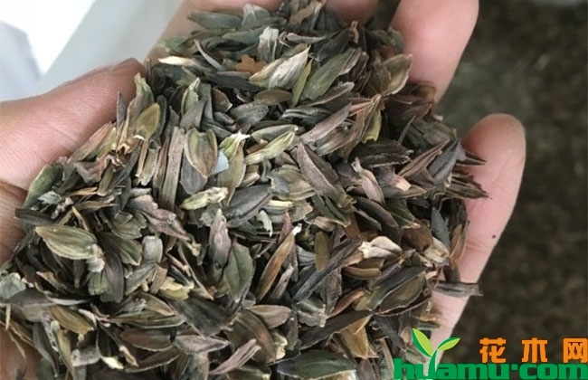 百日草草籽价格