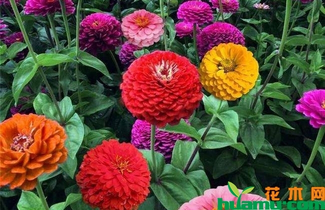 大花百日草价格 大花百日草价格
