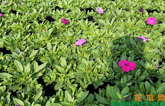 百日草草籽价格 百日草草籽价格