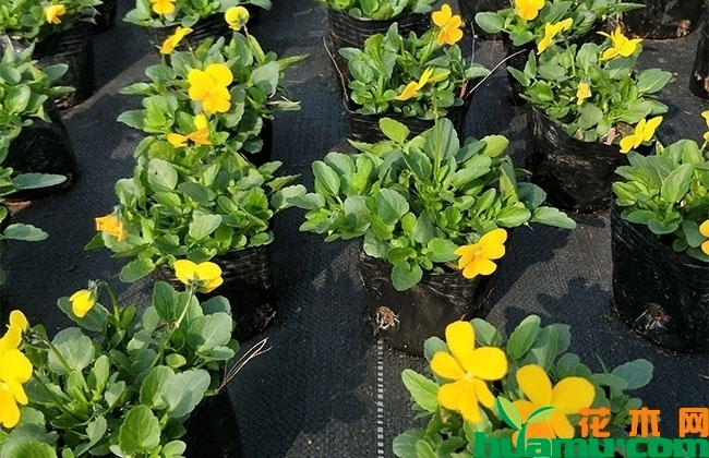 百日草草籽价格 百日草草籽价格
