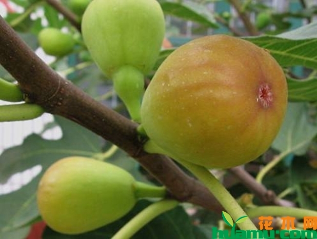 布兰瑞克无花果苗价格