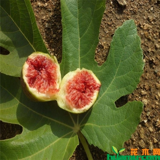 布兰瑞克无花果.jpg