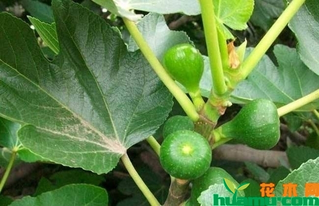 青皮无花果苗价格