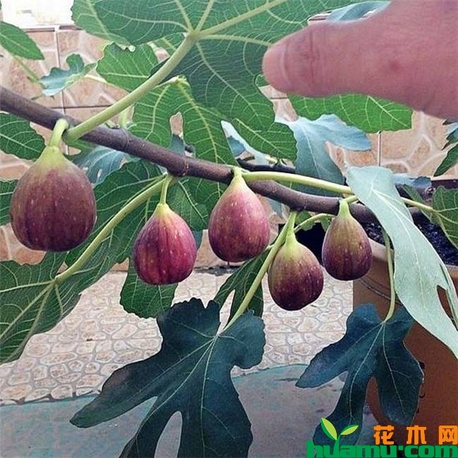 布兰瑞克无花果苗价格介绍.jpg