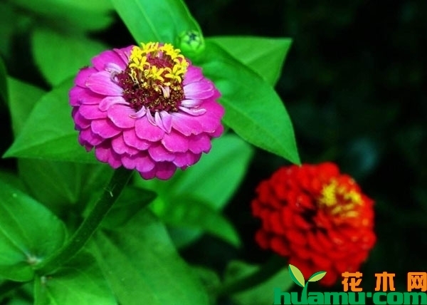 百日草花苗价格