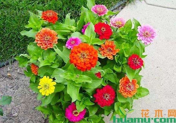百日草花苗