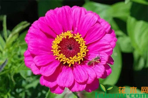 百日草花