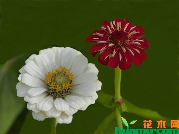 百日草花苗