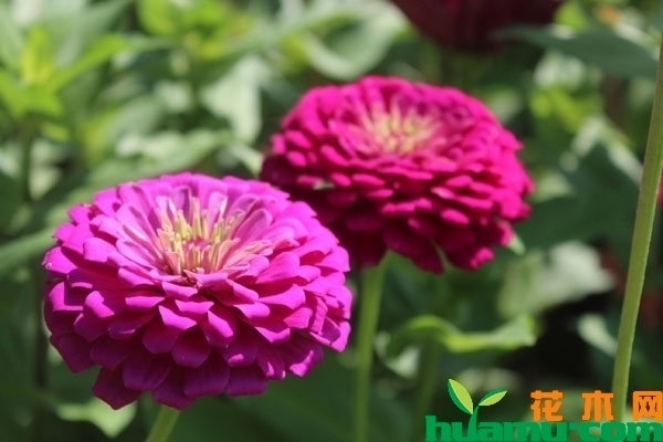 百日草花