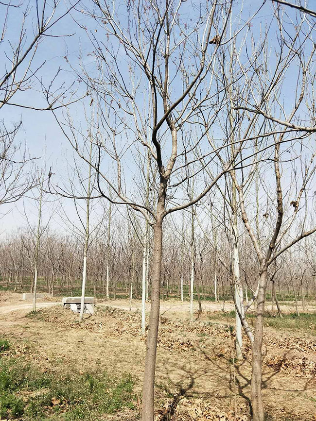 栾树价格