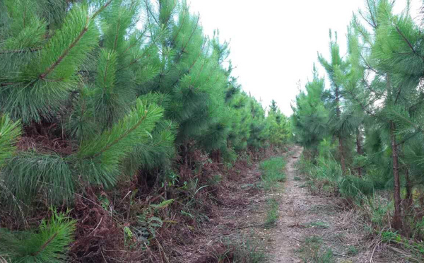 松树苗多少钱一棵？松树苗批发市场价格
