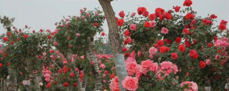 月季花 月季花