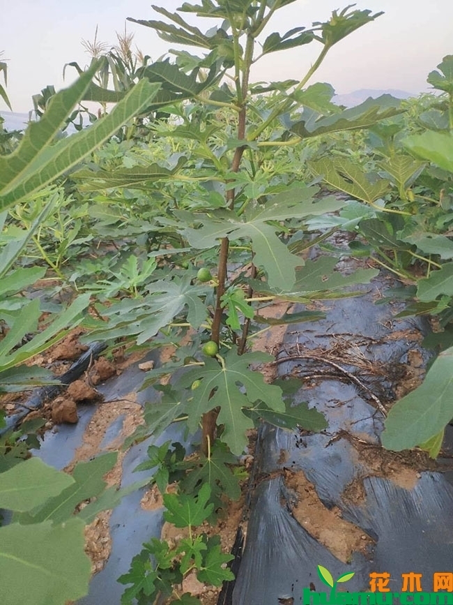 金傲芬无花果苗价格多少钱一棵？
