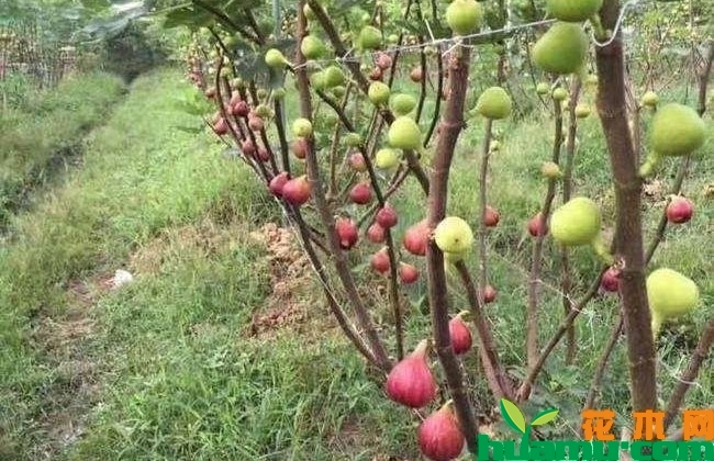紫无花果 紫无花果