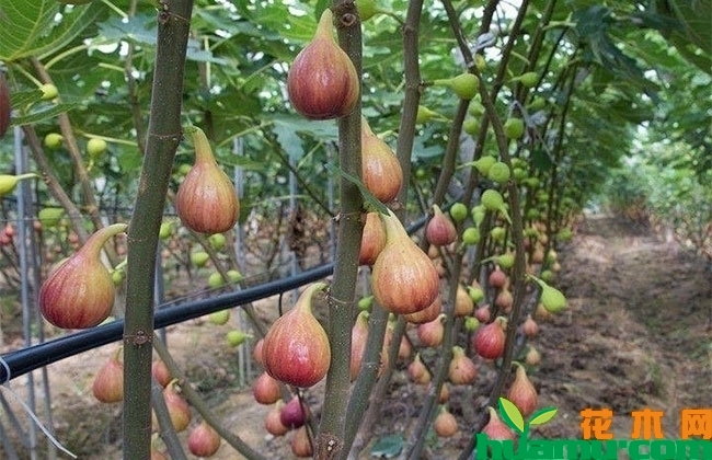 紫无花果 紫无花果