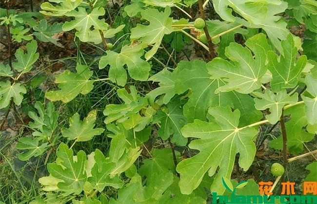 金傲芬无花果苗价格多少钱一棵? 金傲芬无花果苗价格多少钱一棵?