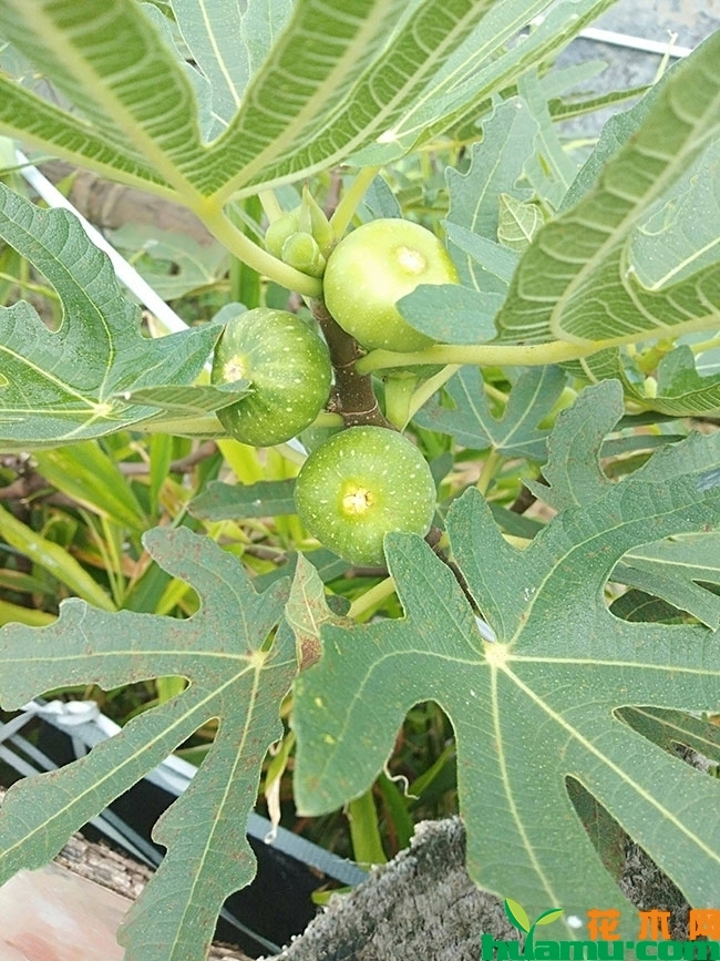 金傲芬无花果苗价格多少钱一棵? 金傲芬无花果苗价格多少钱一棵?