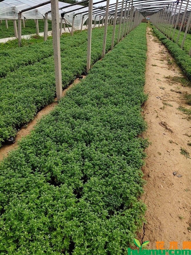 红花国庆菊价格 红花国庆菊价格