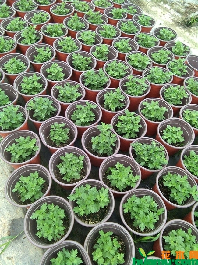 红花国庆菊价格 红花国庆菊价格