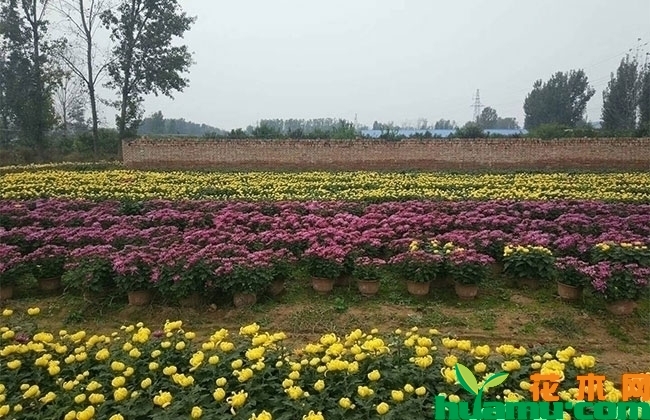 国庆菊盆花价格 国庆菊盆花价格