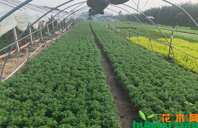 绿化专用国庆菊价格 绿化专用国庆菊价格