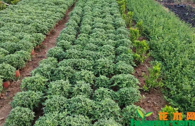 绿化专用国庆菊价格 绿化专用国庆菊价格