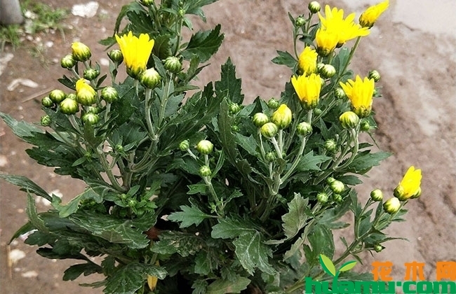 国庆菊小苗价格