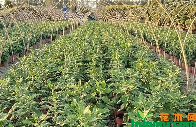 国庆菊小苗价格 国庆菊小苗价格