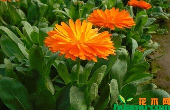 金盏菊