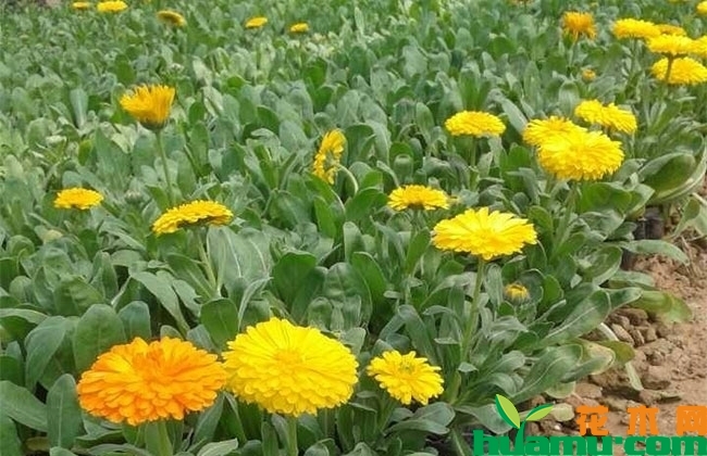 金盏菊 金盏菊