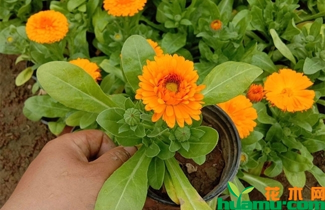 金盏菊苗价格