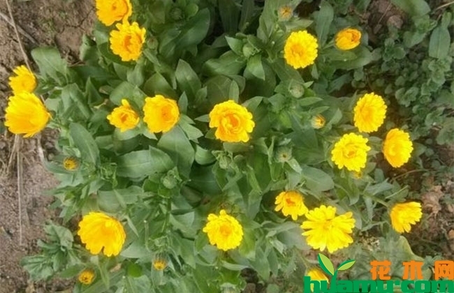 金盏菊 金盏菊