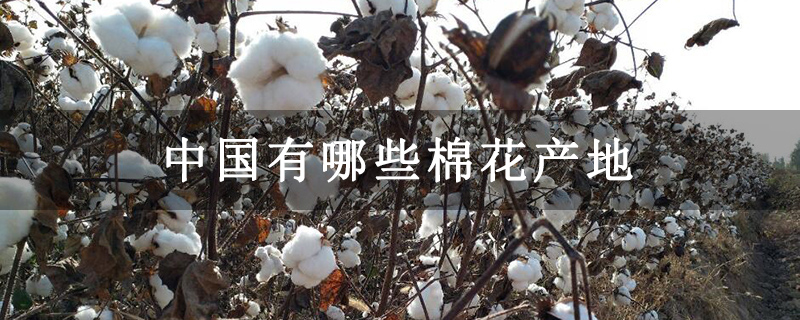 中国有哪些棉花产地
