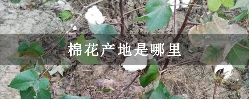 棉花产地是哪里