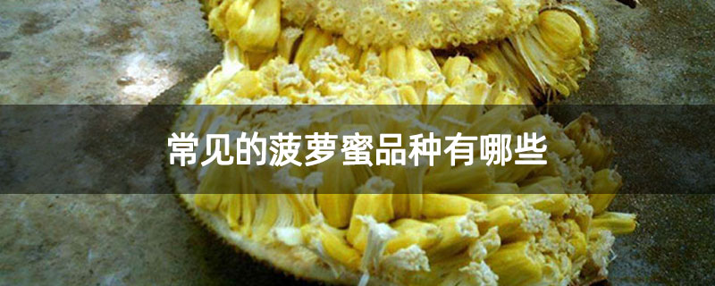 常见的菠萝蜜品种有哪些