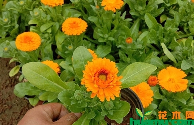 金盏菊苗价格 金盏菊苗价格