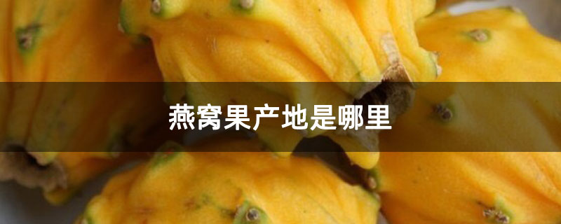 燕窝果产地是哪里