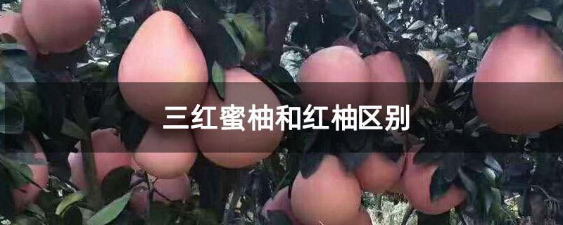 三红蜜柚和红柚区别