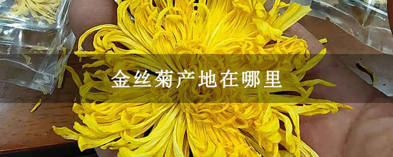 金丝菊产地在哪里