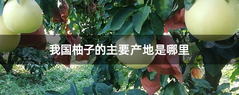 我国柚子的主要产地是哪里