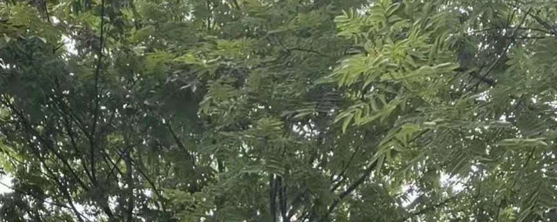 苗木种子经营许可证有什么用