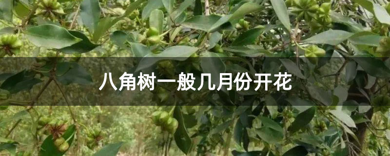 八角树一般几月份开花 八角树一般几月份开花