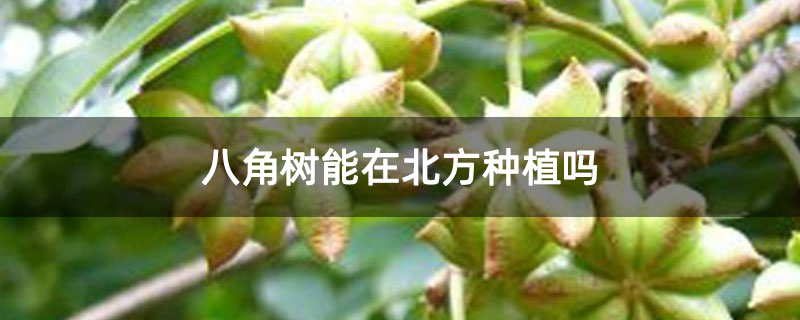 八角树能在北方种植吗