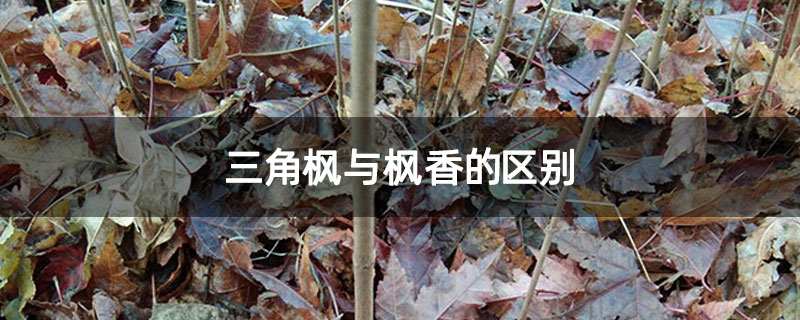 三角枫与枫香的区别