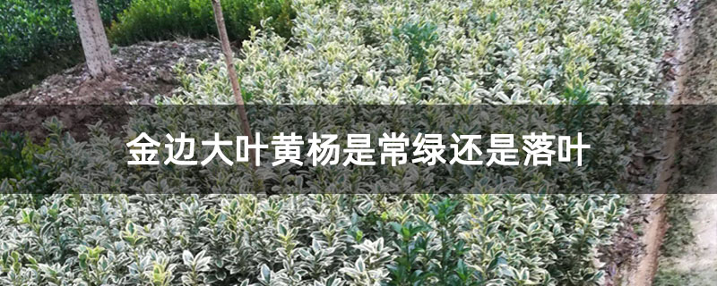 金边大叶黄杨是常绿还是落叶