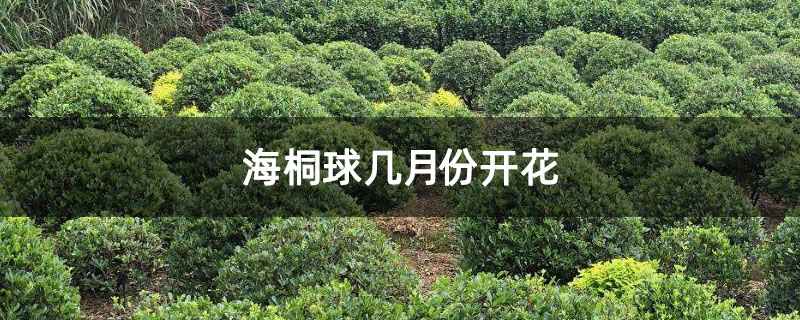 海桐球几月份开花